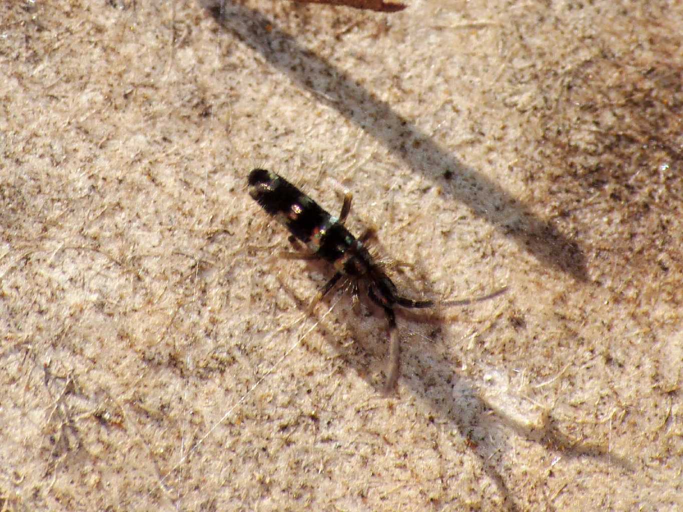 Collembolo bianco e nero